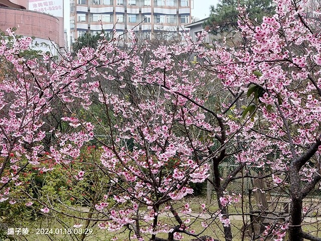 2024花卉試驗中心,茶花、寒櫻、八重櫻、梅花、鬱金香、風信