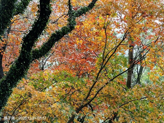 2024汐止拱北殿,23/12/31即時楓況|2024長庚養