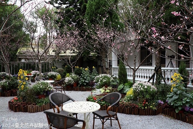 2024花卉試驗中心,茶花、寒櫻、八重櫻、梅花、鬱金香、風信