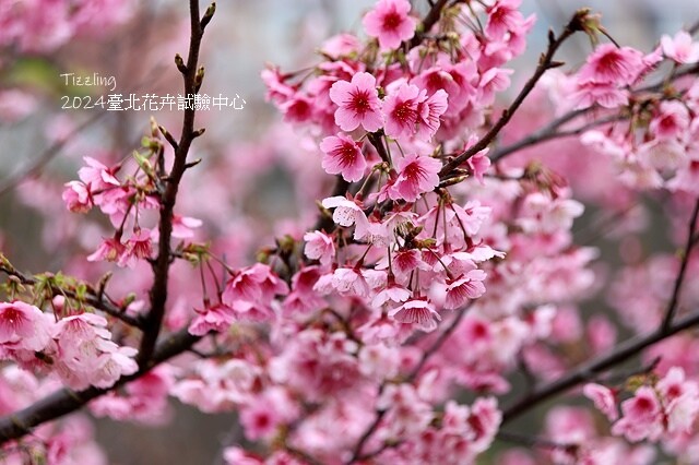 2024花卉試驗中心,茶花、寒櫻、八重櫻、梅花、鬱金香、風信