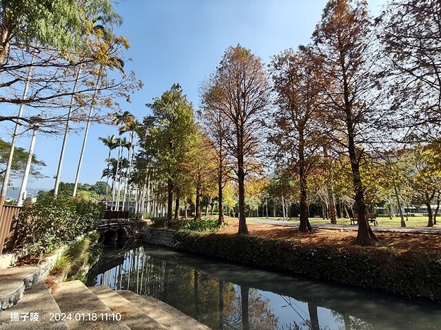 2024原住民文化主題公園，落羽松01/18即時狀況｜202