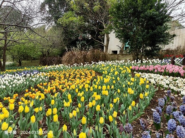 2024花卉試驗中心,茶花、寒櫻、八重櫻、梅花、鬱金香、風信