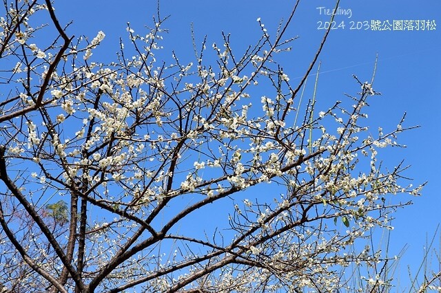 2024原住民文化主題公園，落羽松01/18即時狀況｜202