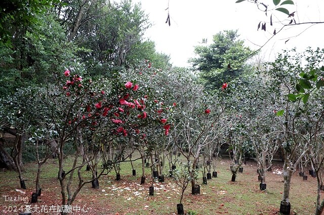 2024花卉試驗中心,茶花、寒櫻、八重櫻、梅花、鬱金香、風信