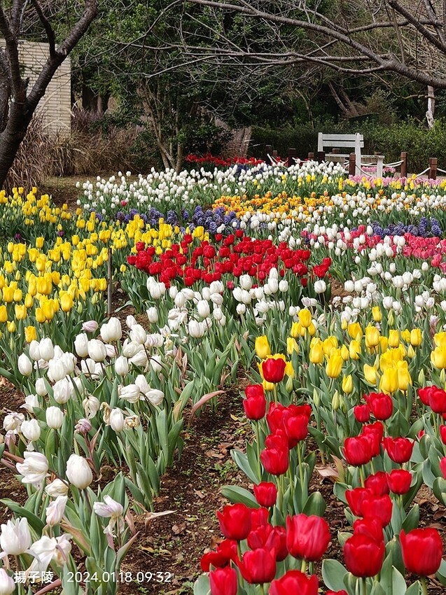 2024花卉試驗中心,茶花、寒櫻、八重櫻、梅花、鬱金香、風信