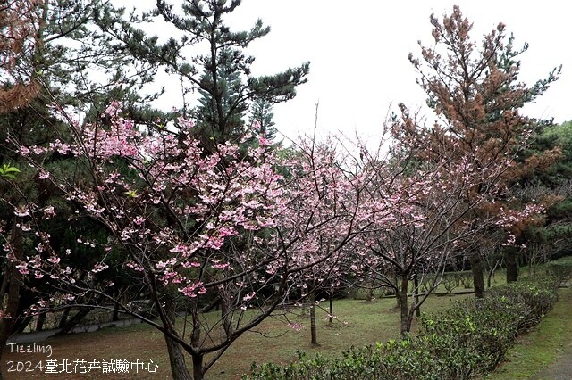 2024花卉試驗中心,茶花、寒櫻、八重櫻、梅花、鬱金香、風信