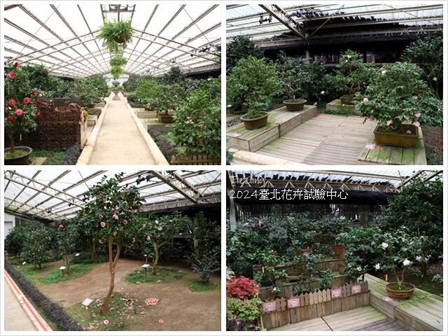 2024花卉試驗中心,茶花、寒櫻、八重櫻、梅花、鬱金香、風信