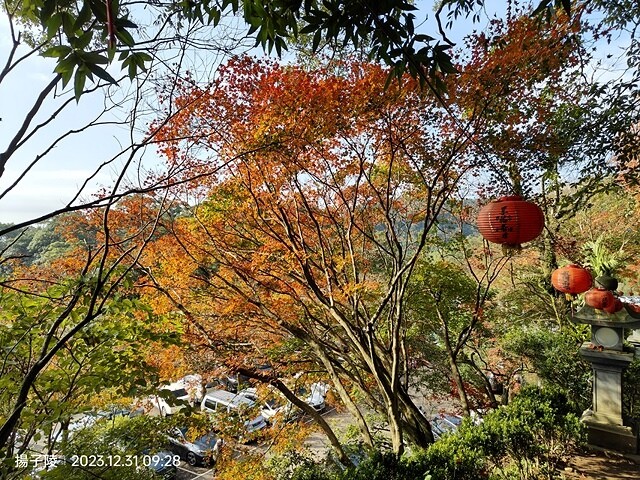 2024汐止拱北殿,23/12/31即時楓況|2024長庚養