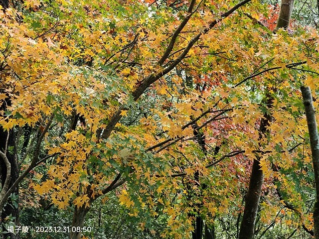 2024汐止拱北殿,23/12/31即時楓況|2024長庚養
