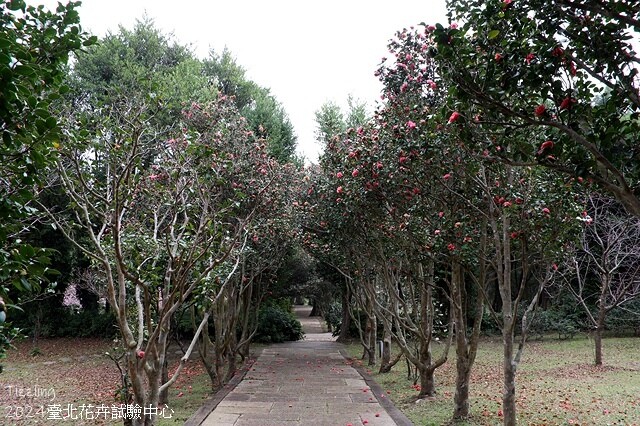 2024花卉試驗中心,茶花、寒櫻、八重櫻、梅花、鬱金香、風信