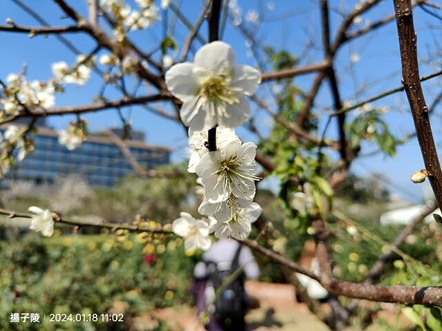 2024原住民文化主題公園，落羽松01/18即時狀況｜202