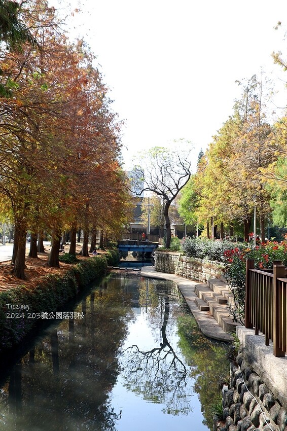 2024原住民文化主題公園，落羽松01/18即時狀況｜202