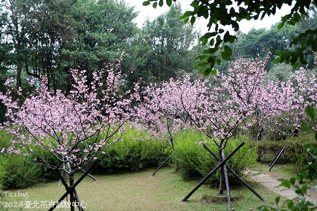 2024花卉試驗中心,茶花、寒櫻、八重櫻、梅花、鬱金香、風信