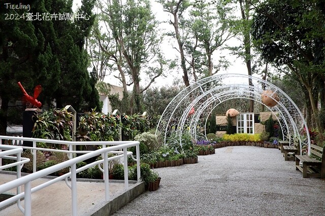 2024花卉試驗中心,茶花、寒櫻、八重櫻、梅花、鬱金香、風信