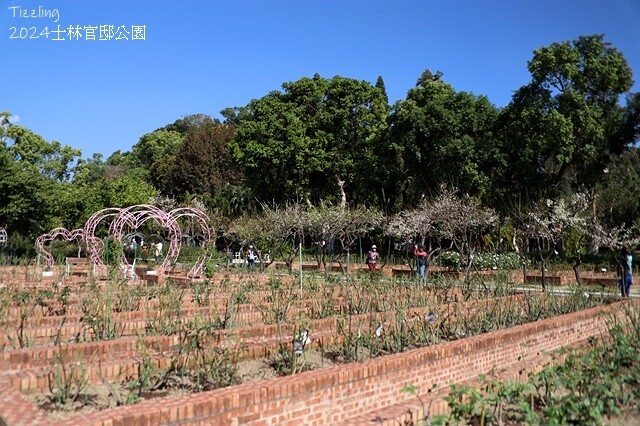 2024原住民文化主題公園，落羽松01/18即時狀況｜202