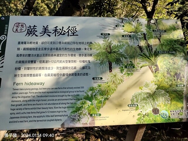 2024新北坪林金瓜寮魚蕨步道,健行趣|坪林老街|坪林茶業博