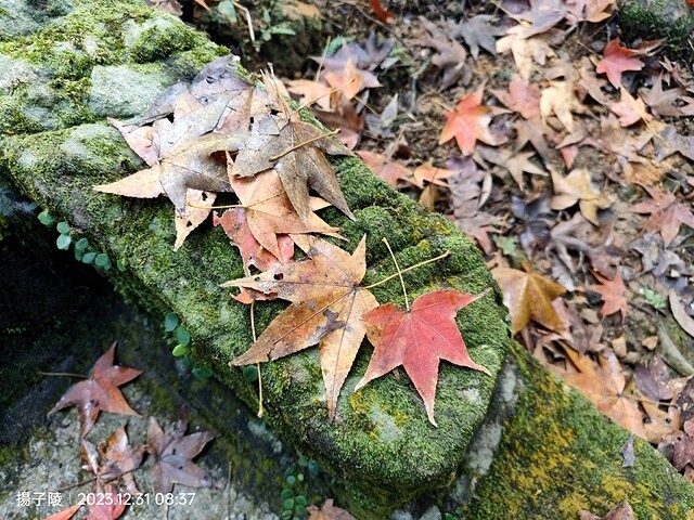 2024汐止拱北殿,23/12/31即時楓況|2024長庚養