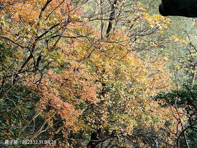 2024汐止拱北殿,23/12/31即時楓況|2024長庚養