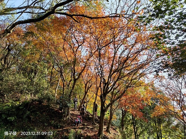 2024汐止拱北殿,23/12/31即時楓況|2024長庚養