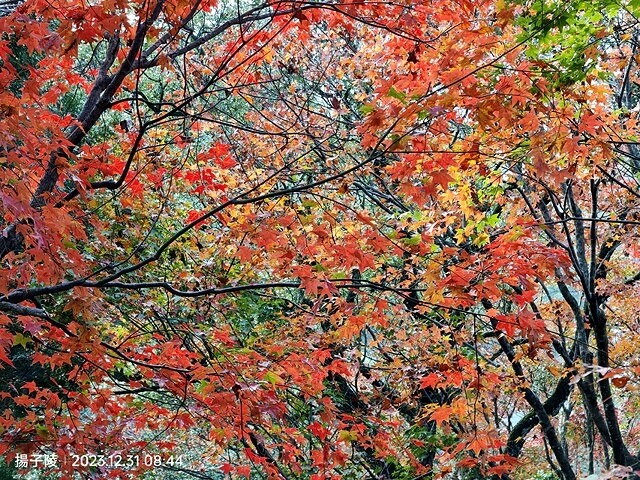 2024汐止拱北殿,23/12/31即時楓況|2024長庚養