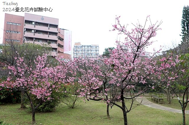 2024花卉試驗中心,茶花、寒櫻、八重櫻、梅花、鬱金香、風信