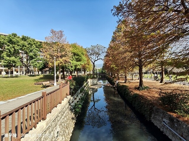 2024原住民文化主題公園，落羽松01/18即時狀況｜202