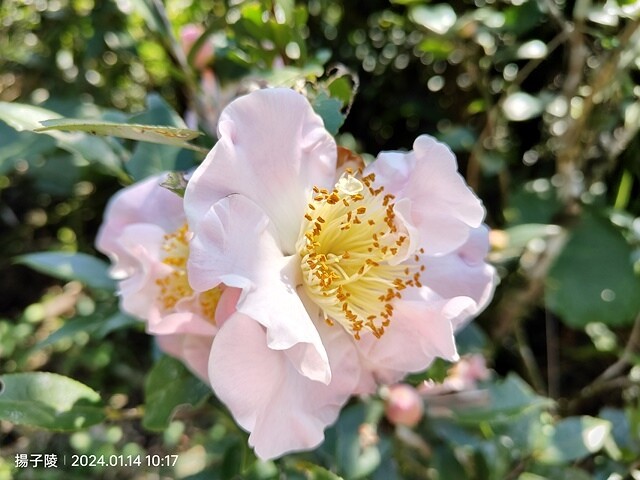 2024新北坪林金瓜寮魚蕨步道,健行趣|坪林老街|坪林茶業博