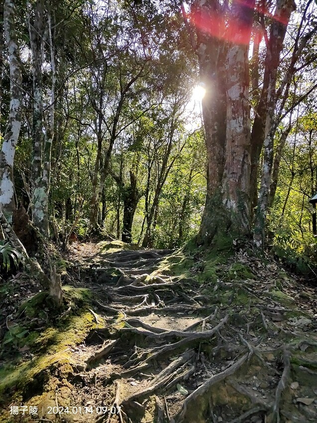 2024新北坪林金瓜寮魚蕨步道,健行趣|坪林老街|坪林茶業博