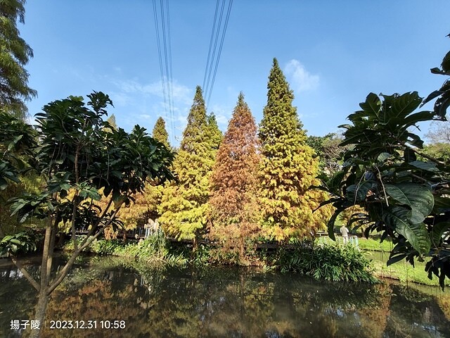 2024汐止拱北殿,23/12/31即時楓況|2024長庚養