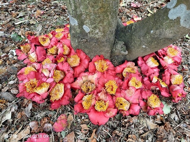 2024花卉試驗中心,茶花、寒櫻、八重櫻、梅花、鬱金香、風信