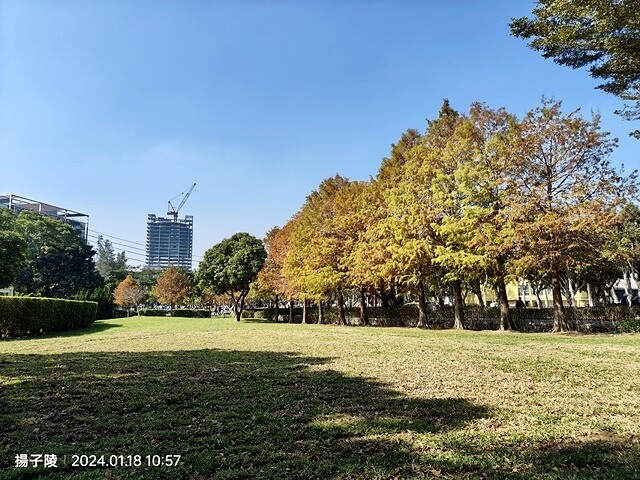 2024原住民文化主題公園，落羽松01/18即時狀況｜202