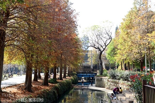 2024原住民文化主題公園，落羽松01/18即時狀況｜202