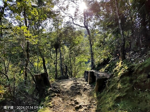 2024新北坪林金瓜寮魚蕨步道,健行趣|坪林老街|坪林茶業博