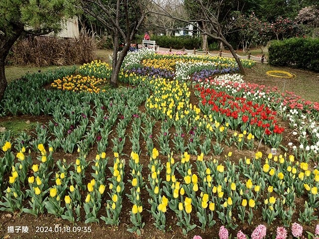 2024花卉試驗中心,茶花、寒櫻、八重櫻、梅花、鬱金香、風信