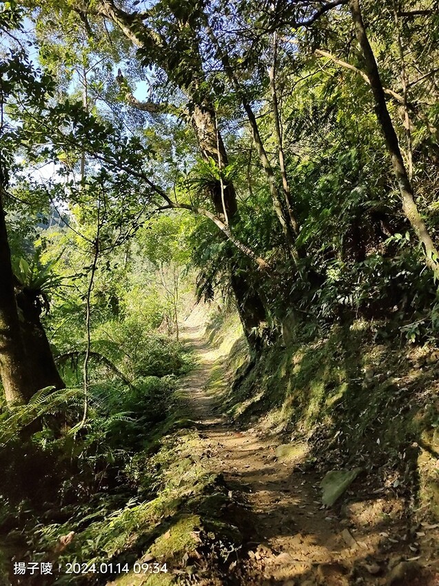 2024新北坪林金瓜寮魚蕨步道,健行趣|坪林老街|坪林茶業博