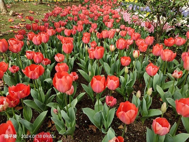 2024花卉試驗中心,茶花、寒櫻、八重櫻、梅花、鬱金香、風信