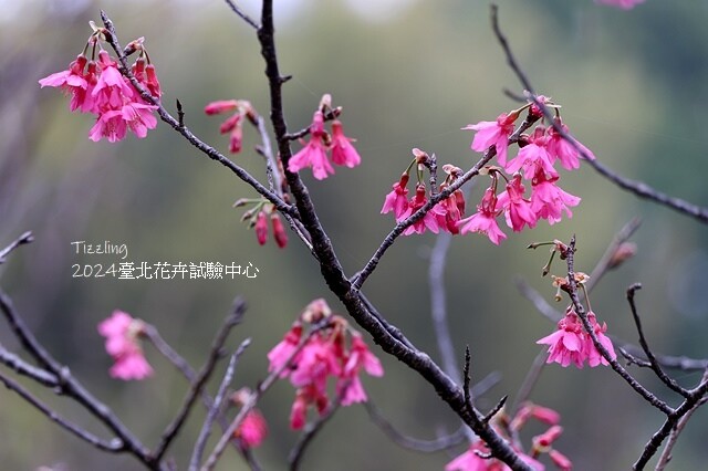 2024花卉試驗中心,茶花、寒櫻、八重櫻、梅花、鬱金香、風信