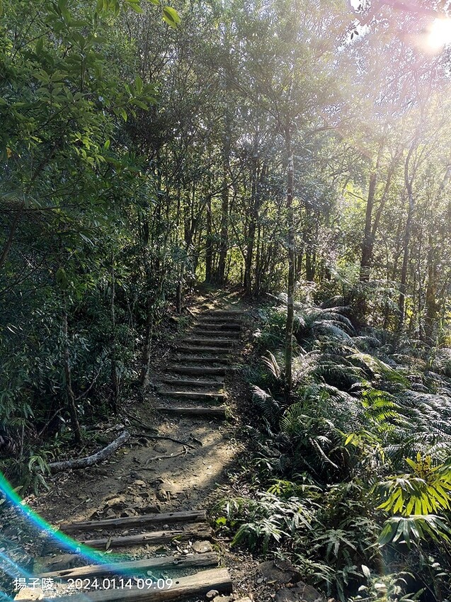 2024新北坪林金瓜寮魚蕨步道,健行趣|坪林老街|坪林茶業博