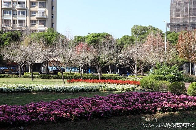 2024原住民文化主題公園，落羽松01/18即時狀況｜202