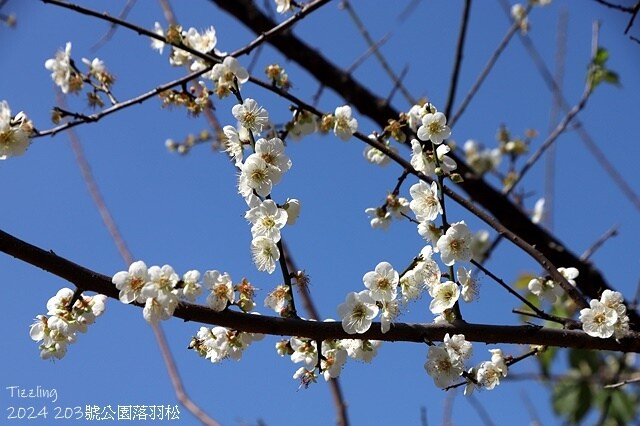 2024原住民文化主題公園，落羽松01/18即時狀況｜202