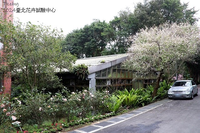 2024花卉試驗中心,茶花、寒櫻、八重櫻、梅花、鬱金香、風信