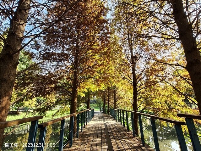 2024汐止拱北殿,23/12/31即時楓況|2024長庚養