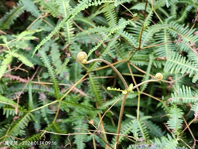 2024新北坪林金瓜寮魚蕨步道,健行趣|坪林老街|坪林茶業博