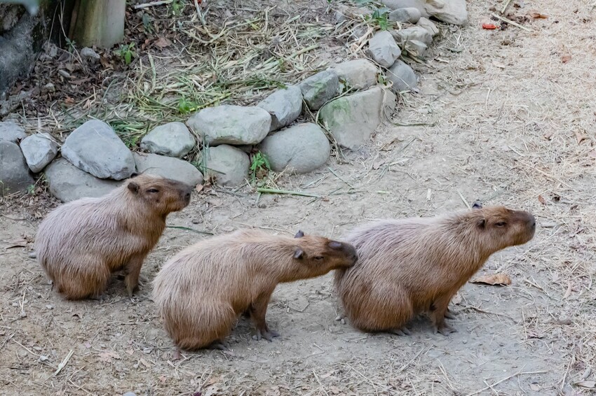 高雄市鼓山區壽山動物園 – AR解謎包 x 釋放探險心情 揭開動物神秘面紗