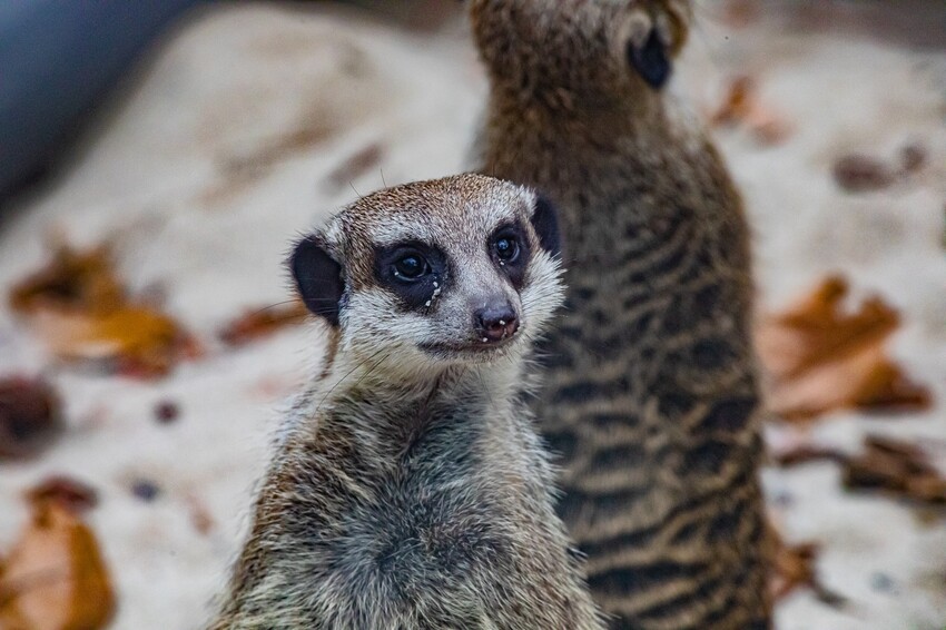 高雄市鼓山區壽山動物園 – AR解謎包 x 釋放探險心情 揭開動物神秘面紗
