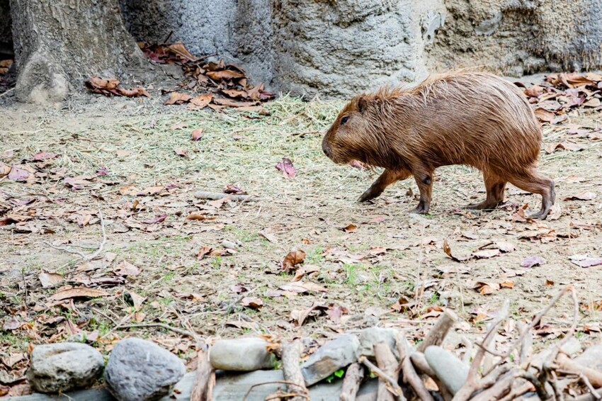 高雄市鼓山區壽山動物園 – AR解謎包 x 釋放探險心情 揭開動物神秘面紗