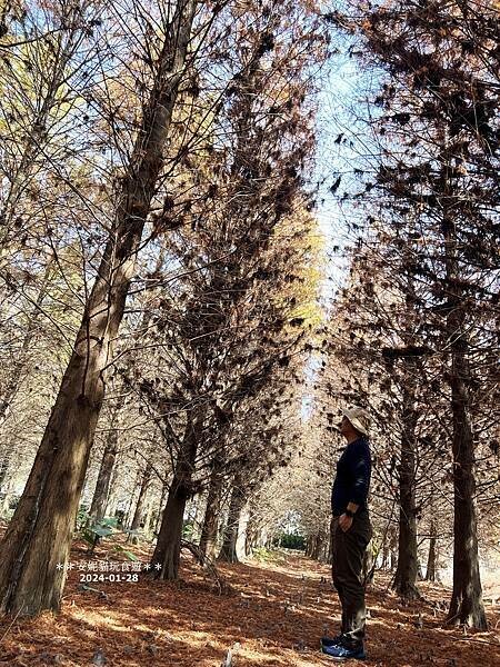 【雲林。林內】不夠紅也很美．九芎落羽松秘境