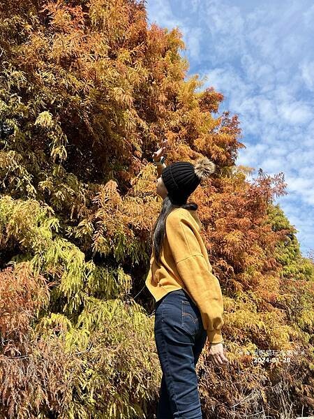 【雲林。林內】不夠紅也很美．九芎落羽松秘境