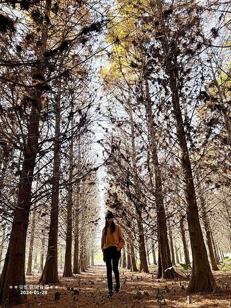 【雲林。林內】不夠紅也很美．九芎落羽松秘境