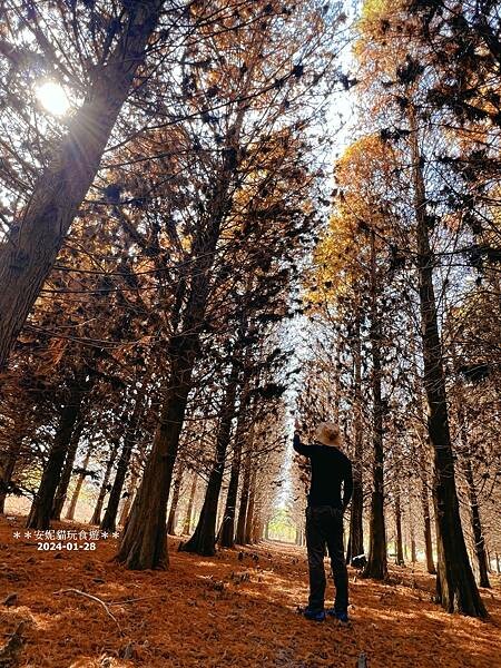 【雲林。林內】不夠紅也很美．九芎落羽松秘境